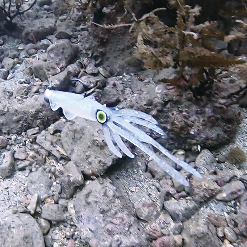 VICEO Real Bait Squid 6 inches - Καλαμάρι σιλικόνης 15cm - Image 6